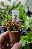Cryptocoryne albida brown - TROPICA (koszyk)