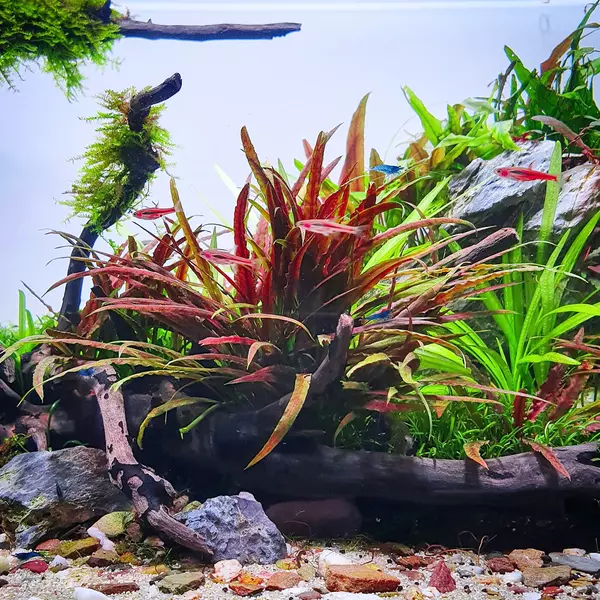 Cryptocoryne albida brown - TROPICA (koszyk)