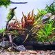 Cryptocoryne albida brown - TROPICA (koszyk)