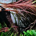 Cryptocoryne balansae Pink - SONGROW (invitro) - RARYTAS