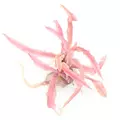 Cryptocoryne balansae Pink - SONGROW (invitro) - RARYTAS
