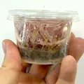 Cryptocoryne balansae Pink - SONGROW (invitro) - RARYTAS