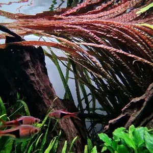 Cryptocoryne balansae Pink - SONGROW (invitro) - RARYTA...