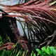 Cryptocoryne balansae Pink - SONGROW (invitro) - RARYTAS