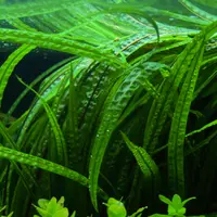 Cryptocoryne balansae - RA koszyk duży XXL