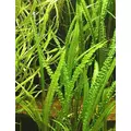 Cryptocoryne balansae - RA koszyk du�y XXL