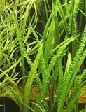Cryptocoryne balansae - RA koszyk du�y XXL
