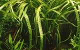 Cryptocoryne balansae - RA koszyk du�y XXL
