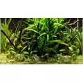 Cryptocoryne balansae - RA koszyk du�y XXL