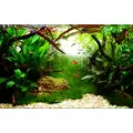 Cryptocoryne balansae - RA koszyk du�y XXL