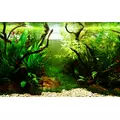 Cryptocoryne balansae - RA koszyk du�y XXL