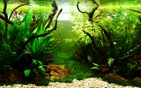 Cryptocoryne balansae - RA koszyk du�y XXL