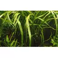 Cryptocoryne balansae - Songrow (koszyk)