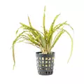 Cryptocoryne balansae - Songrow (koszyk)