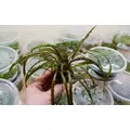 Cryptocoryne balansae - Songrow (koszyk)