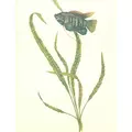 Cryptocoryne balansae - Songrow (koszyk)