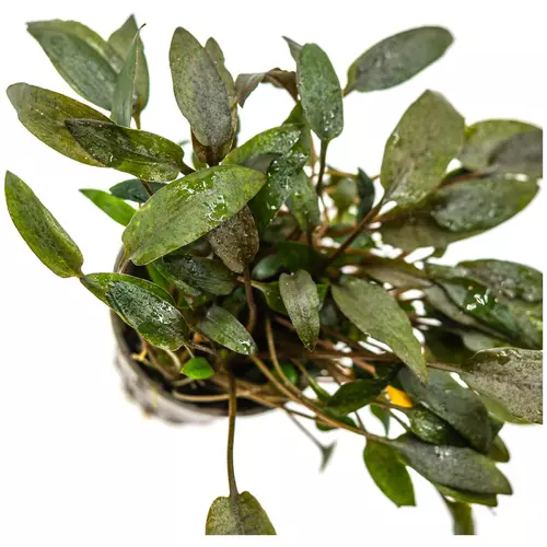 Cryptocoryne becketii