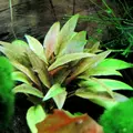 Cryptocoryne becketii - PLANTACJA (koszyk)