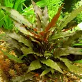 Cryptocoryne becketii - PLANTACJA (koszyk)