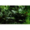 Cryptocoryne becketii - PLANTACJA (koszyk)