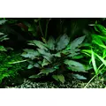 Cryptocoryne becketii - PLANTACJA (koszyk)