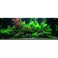Cryptocoryne becketii - PLANTACJA (koszyk)