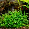 Cryptocoryne costata - SONGROW koszyk