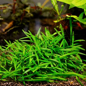 Cryptocoryne costata - SONGROW koszyk