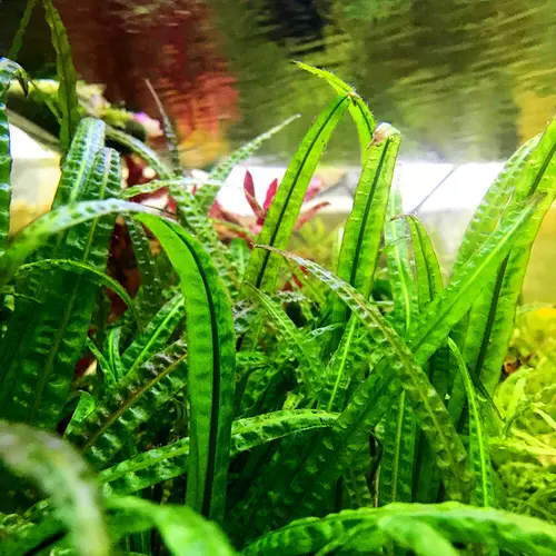 Cryptocoryne crispatula (Cryptocoryne balansae) TROPICA (koszyk)