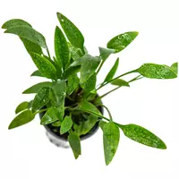 Cryptocoryne lucens
