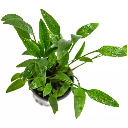 Cryptocoryne lucens