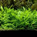 Cryptocoryne lutea - RATAJ koszyk
