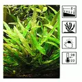 Cryptocoryne lutea - RATAJ koszyk