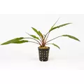 Cryptocoryne lutea - RATAJ koszyk