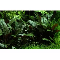 Cryptocoryne Moehlmannii