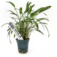 Cryptocoryne nevellii