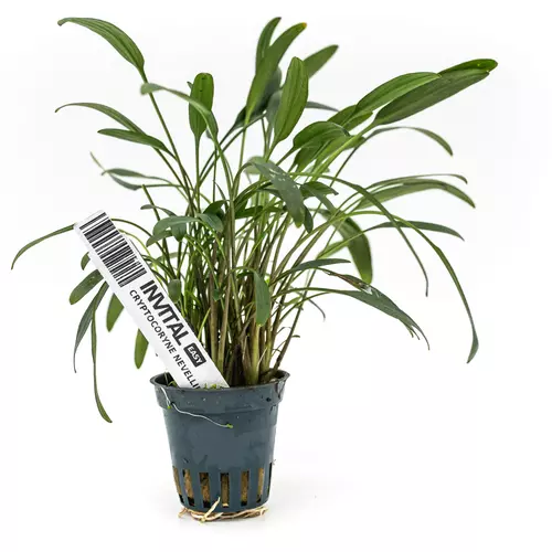 Cryptocoryne nevellii