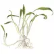 Cryptocoryne parva - TROPICA (koszyk)