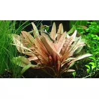 Cryptocoryne petchii pink
