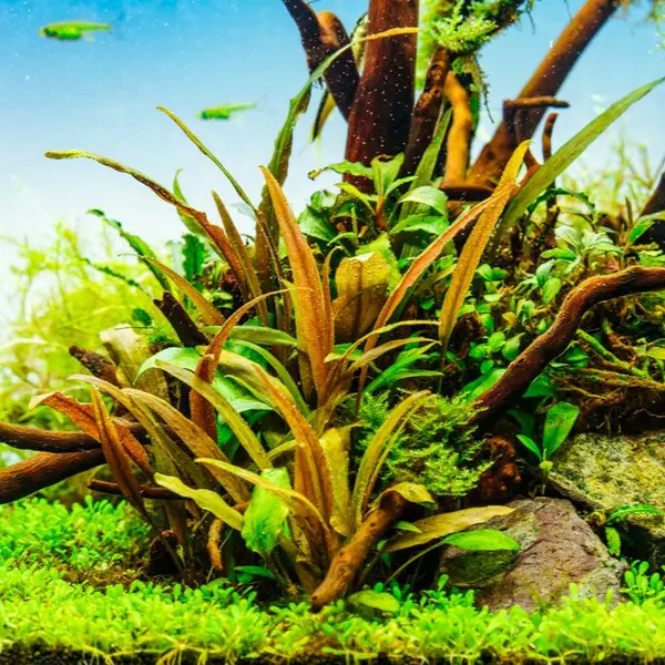 Cryptocoryne petchii - RA koszyk du�y XXL