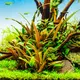 Cryptocoryne petchii - RA koszyk du�y XXL