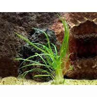 Cryptocoryne retrospiralis