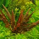 Cryptocoryne rubella - RA koszyk XXL