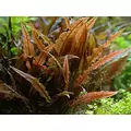 Cryptocoryne rubella - RA koszyk XXL
