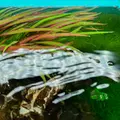 Cryptocoryne spiralis Red - TROPICA (klips)