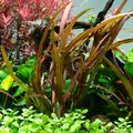 Cryptocoryne spiralis Red - TROPICA (klips)