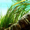 Cryptocoryne spiralis Red - TROPICA (koszyk)