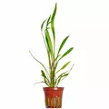Cryptocoryne spiralis Red - TROPICA (koszyk)