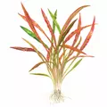 Cryptocoryne spiralis Red - TROPICA (koszyk)