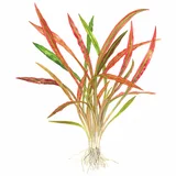 Cryptocoryne spiralis Red - TROPICA (koszyk)